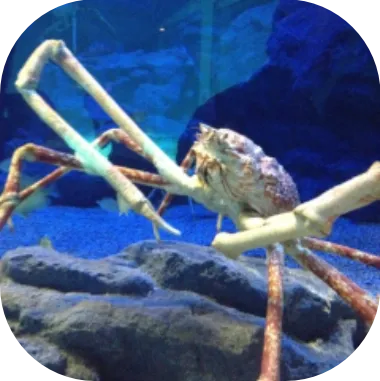 Profile picture of Crab